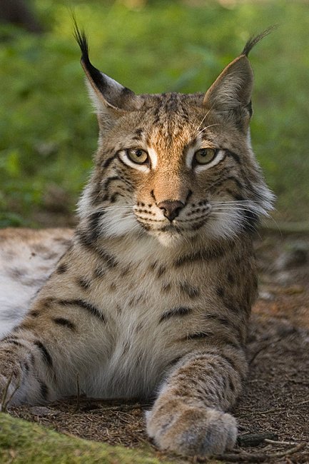 Lynx_lynx.jpg